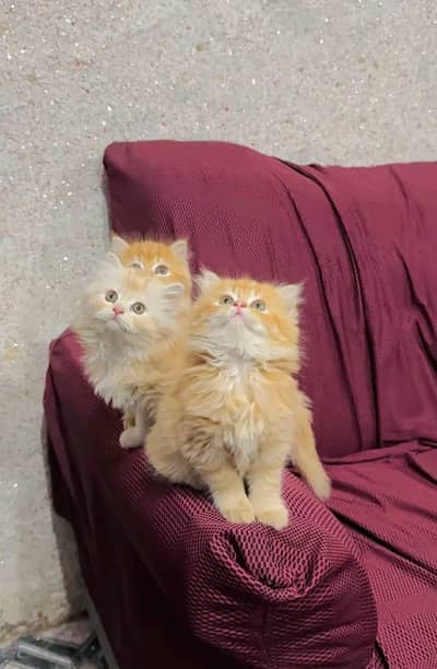 Cat Persian Persian kittens Blue eyes long hair 03/40\58/786\97(⁠^⁠^⁠)