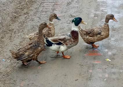 3 female or 1 male ducks for sale