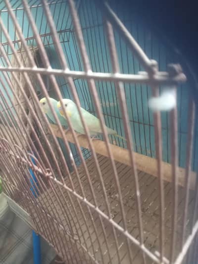 rainbow 2 male for sale