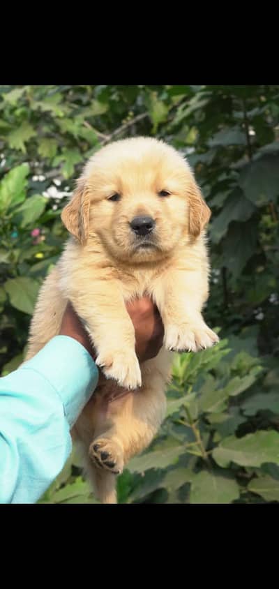 Golden red tiver pedigree puppy for sale