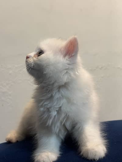 2 Months White Female Kitten