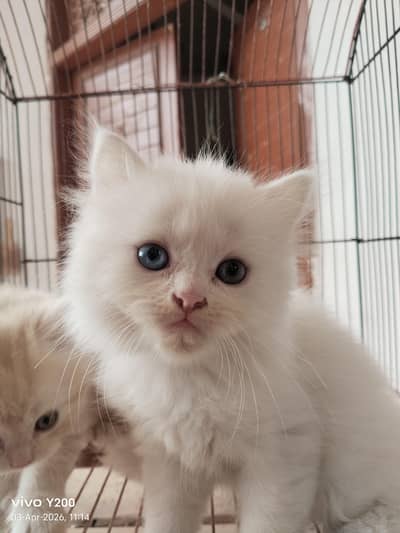 3 kittens+Mother cat