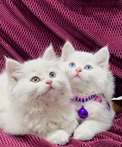 Cat Persian Persian kittens Blue eyes long hair 03/40\58/786\97B⁠-⁠)