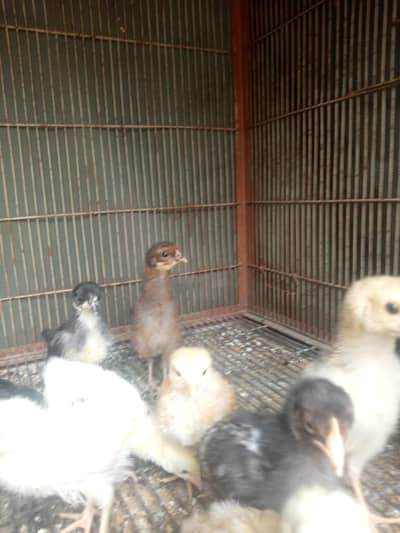 SALE SALE!! Pure desi, aseel cross misri chicks for sale full healthy.