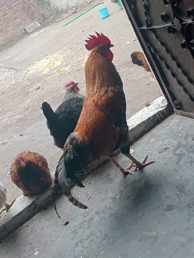 Aseel hens / Desi Hens / Home breed / hens for sale