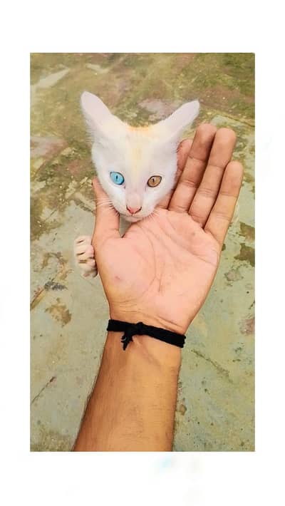 persion cat single  coat   age one month