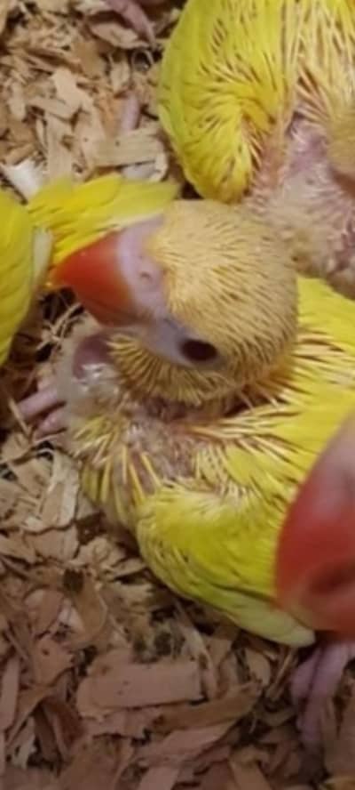 Yellow Ringneck Chick