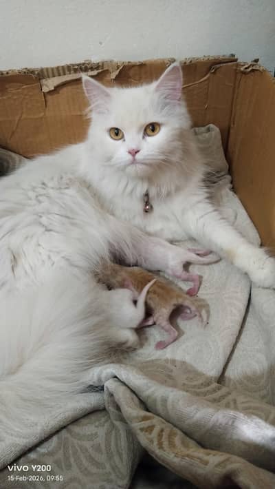 3 kittens+Mother cat