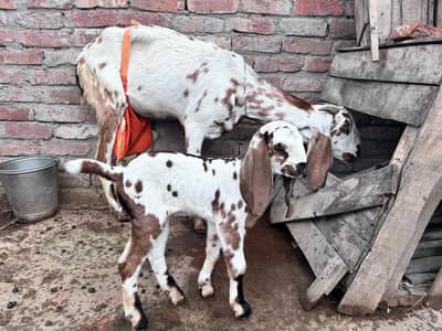 Jawan Bakri + Healthy Female Kid Achi Doodh Wali