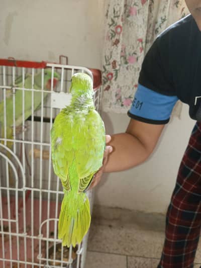 ring neck health good