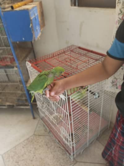 ring neck health good