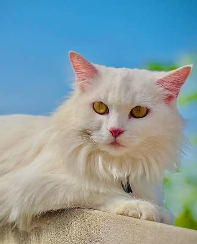Triple Coated Persian Cat for Sale – Healthy & Beautiful | Pure Breed