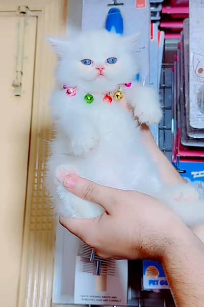 Cat Persian Persian kittens Blue eyes long hair 03/40\58/786\97(⁠^⁠^⁠)