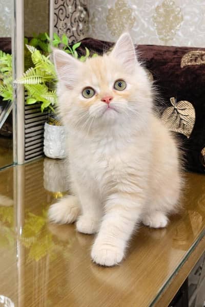 Persian British punch face piki face kitten cat available