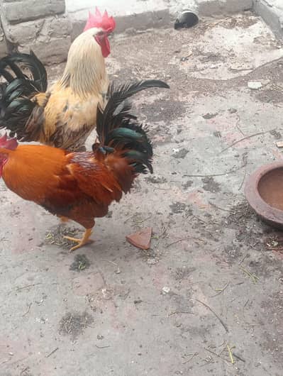 hens and cock