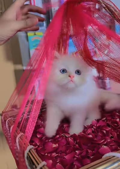 Cat Persian Persian kittens Blue eyes long hair 03/40\58/786\97:⁠-⁠|