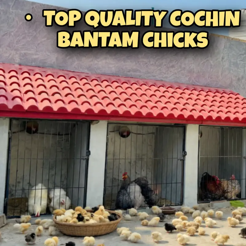 Bantam Chicks (White,Blue,Mottled)