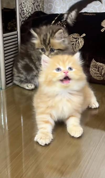 Cat Persian Persian kittens Blue eyes long hair 03/40\58/786\97^⁠_⁠^