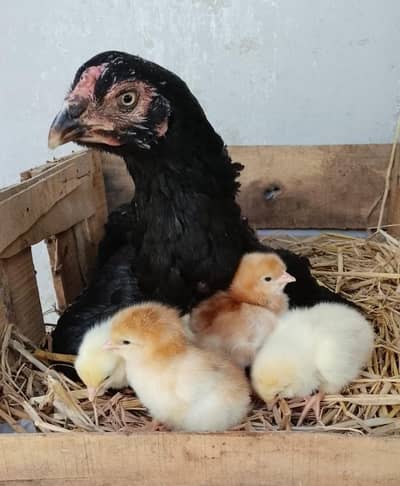 aseel hen with chicks