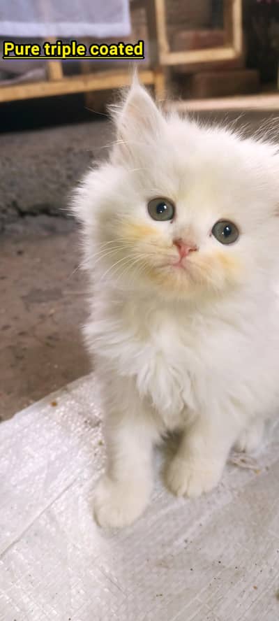 Persian British punch face piki face kitten cat available