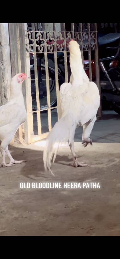 Top quality heera trio set