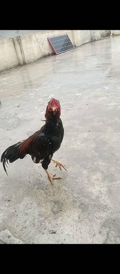 Amroha cross Thai patha for sale