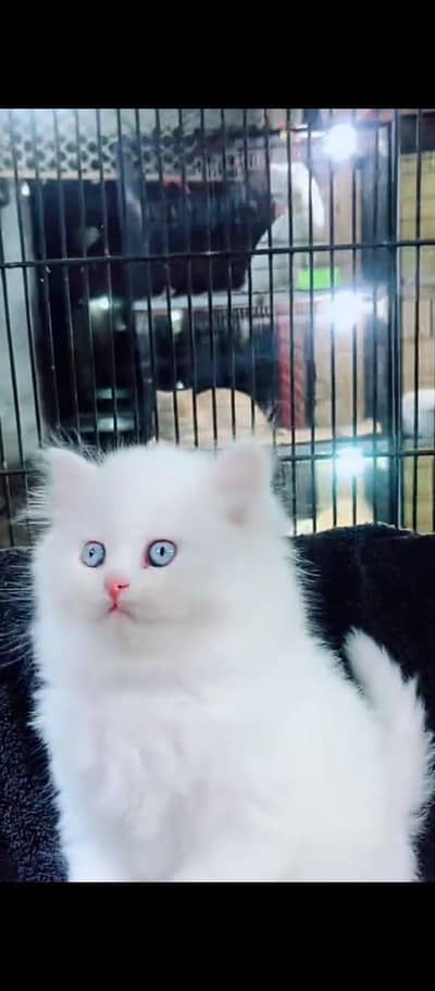 Cat Persian Persian kittens Blue eyes long hair 03/40\58/786\97;⁠)