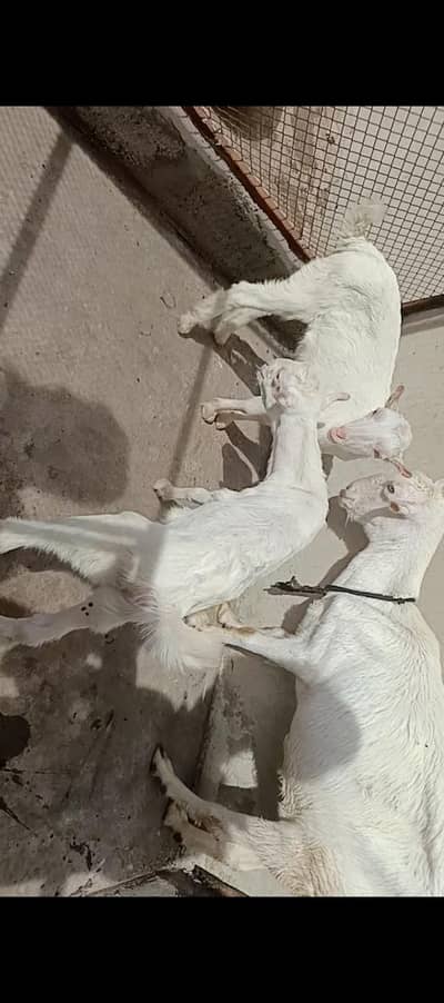 teddy bakra and gulabi