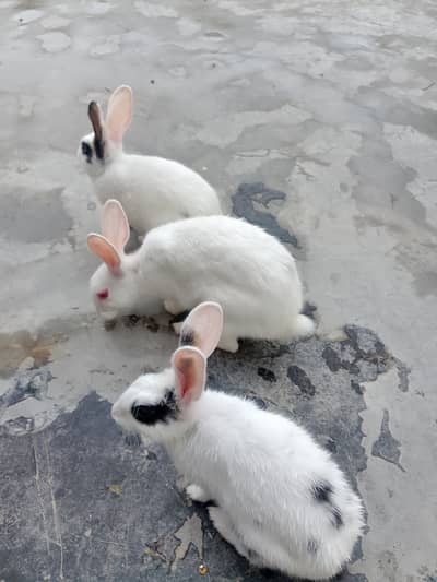 Rabbit Couple for sale