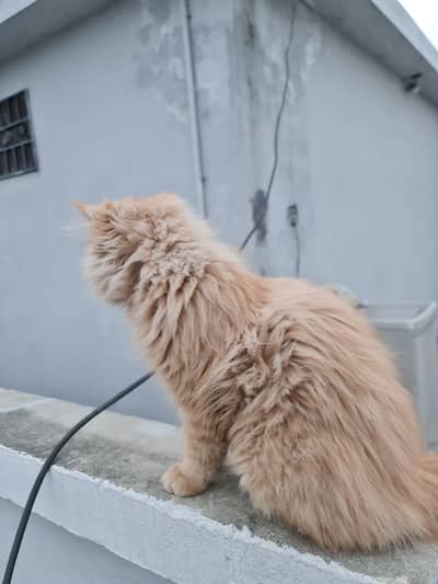Persian triple Cort 6 months vaccinated litter trained