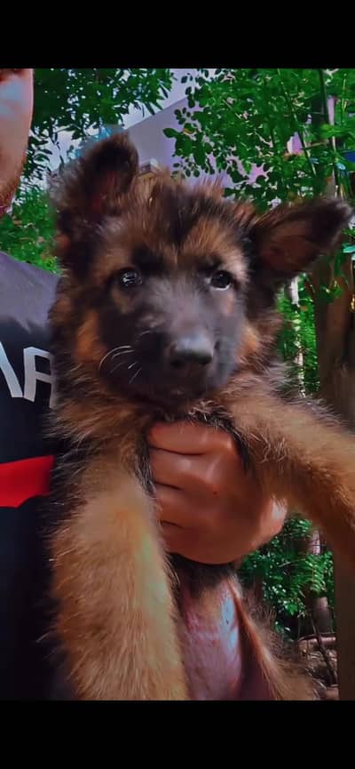 German Shepherd Female Puppy