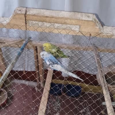 Male Female small parrots with Cage and houses. . . Total  2500 rupey