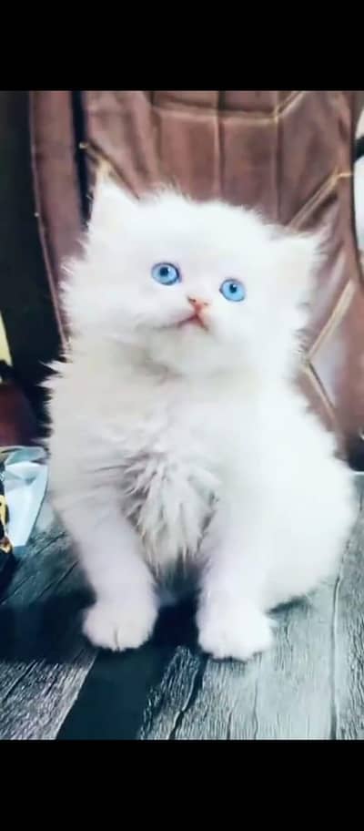 Cat Persian Persian kittens Blue eyes long hair 03/40\58/786\97:⁠-⁠\