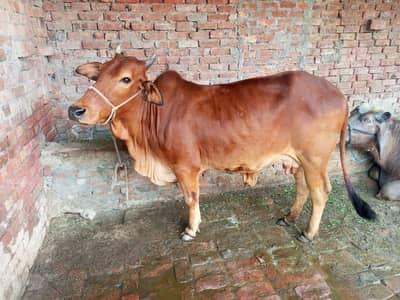 sahiwal cross cow 3.5 month perghant