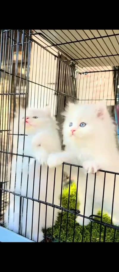 Cat Persian Persian kittens Blue eyes long hair 03/40\58/786\97