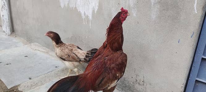 murga murgi 2no sat sell krna ha