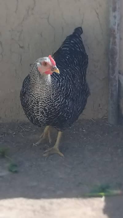 Light sussex and plymouth rock