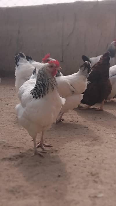 Light sussex and plymouth rock