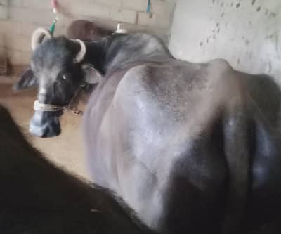 buffalo 7 kg dood 2 time ka for  sale  0332>8500>z739