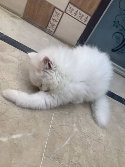 Double eyes persian male kitten