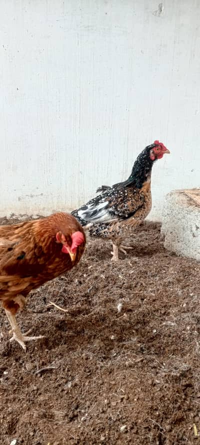 Aseel and misri murgi