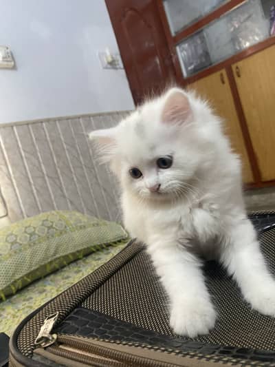 Male Baby Triple Coated