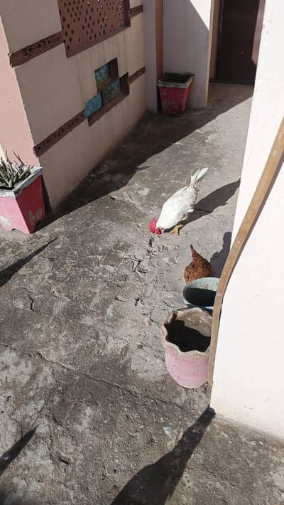 2 White murga or Ek black Murga