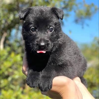 Black German shepherd puppies available for sale