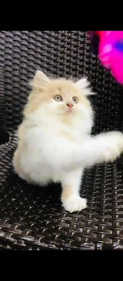 Cat Persian Persian kittens Blue eyes long hair 03/40\58/786\97