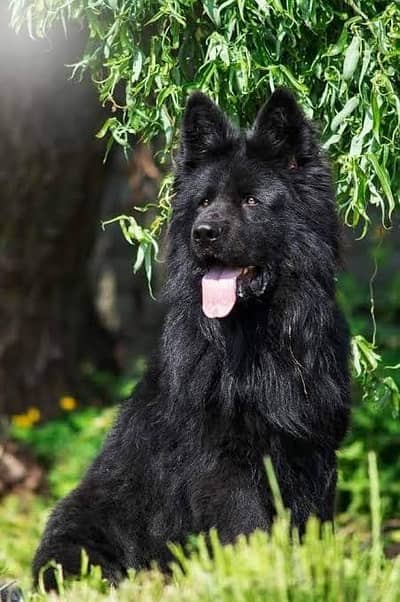 Pedigree long coated black German shepherd puppies available for sale