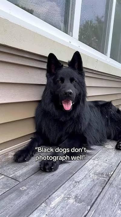 pedigree long coated black German shepherd puppies available for sale