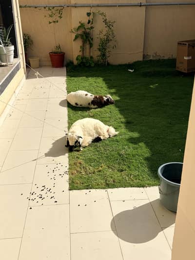 Sheep for sale 2 male