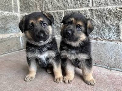 German shepherd puppies available for sale