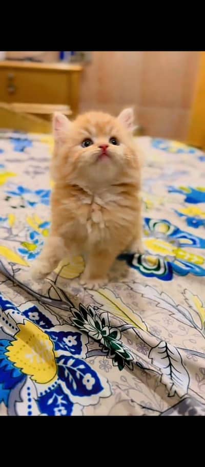 Cat Persian Persian kittens Blue eyes long hair 03/40\58/786\97:⁠'⁠(